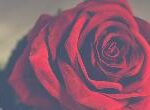 Romantic Package